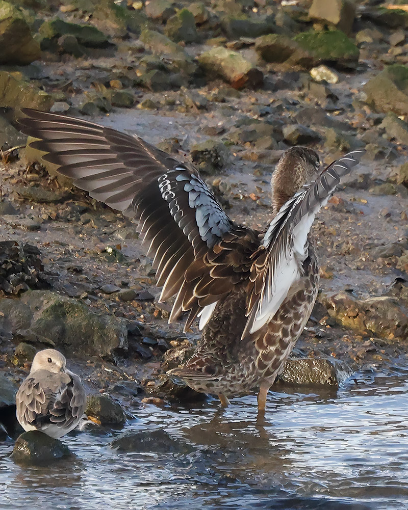 Blue-winged teal